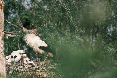 View of white stork in nest