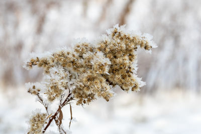 Close-up of snow covered plant