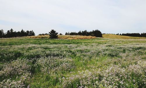 Scenic view of field against clear sky