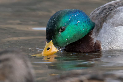 Mallard dipping his head in the water