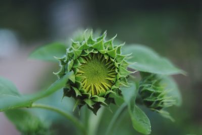 Close-up of flowering plant against blurred background