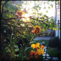 Close-up of yellow flower