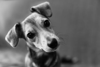 Close-up portrait of puppy