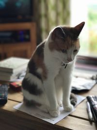 Close-up of cat sitting on table