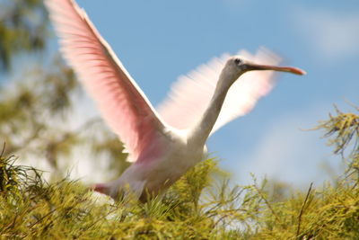 Low angle view of bird flying against sky