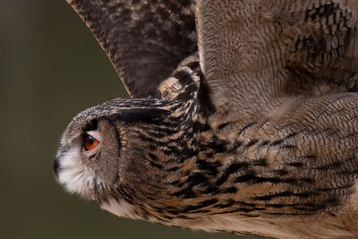 Close-up of owl