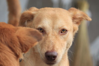 Close-up portrait of dog
