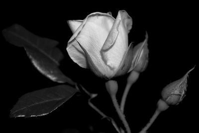 Close-up of flower over black background