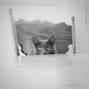 Portrait of cat sitting on table at home