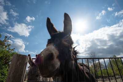 Panoramic view of a horse against sky