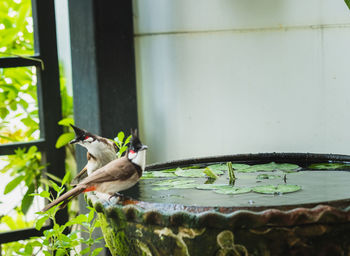 Close-up of two red-whiskered bulbul bird