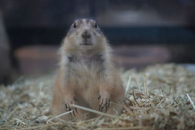 Close-up of an animal on field