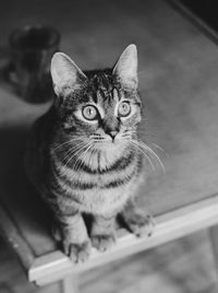 Portrait of tabby cat at home