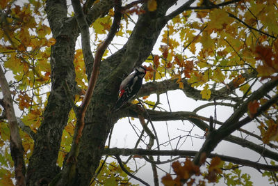 Low angle view of bird perching on tree