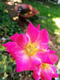 Close-up of pink flower blooming outdoors