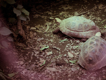 Close-up of tortoise on stone wall