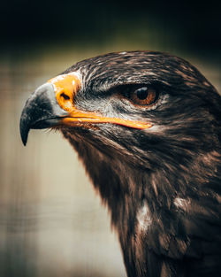 Close-up of a bird looking away