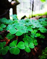 Close-up of green leaves on plant