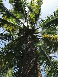 Low angle view of palm tree against sky