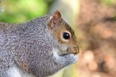 Close up portrait of a grey squirrel eating a nut