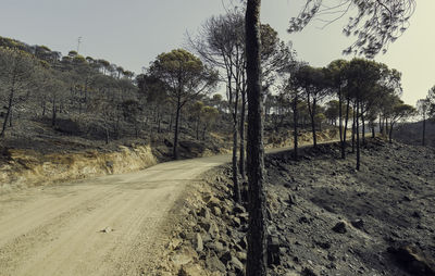 Road amidst trees against sky