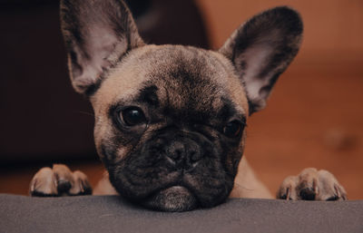 French bulldog puppy look sadly to the camera.