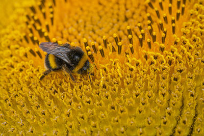 Black and yellow striped bee polinating sunflowers close up low level view