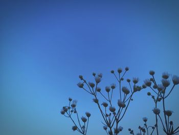 Low angle view of flowering plants against blue sky