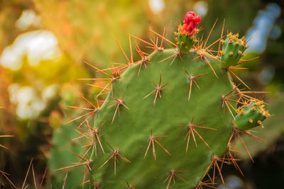 Close-up of prickly pear cactus