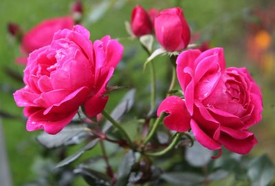 Close-up of pink flowers blooming outdoors