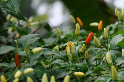 Close-up of flowering plants