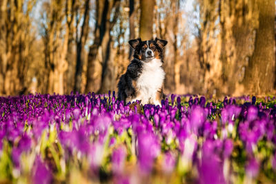 Close-up of cat sitting on purple flower