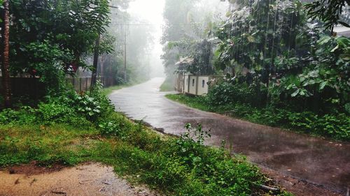 Road amidst trees