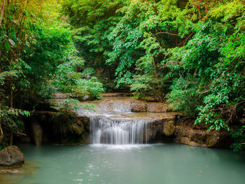 Scenic view of waterfall in forest