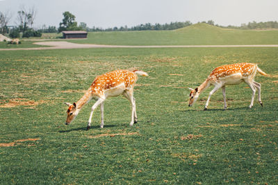 Group of young fallow deer eating grazing grass on summer outdoor. herd animals dama 