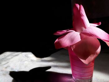 Close-up of pink flower in vase