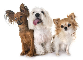 Portrait of dogs against white background