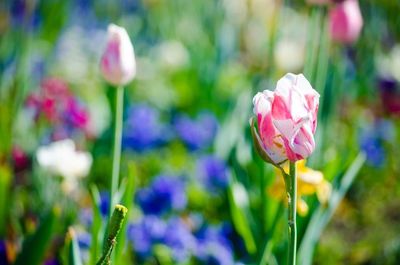 Close-up of pink flowers blooming in field