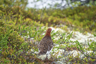 Bird perching on a field
