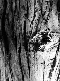 Full frame shot of tree trunk