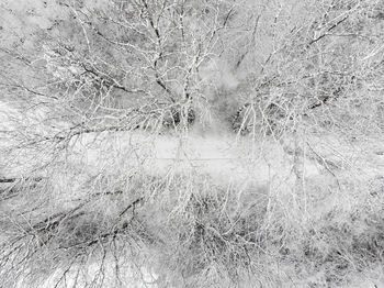 Full frame shot of bare trees on snowy field