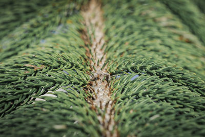 Full frame shot of fresh green plant