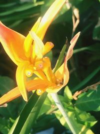 Close-up of day lily blooming outdoors