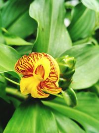 Close-up of flower blooming outdoors