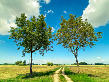 Trees on field against sky