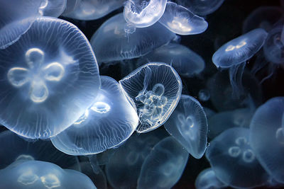 Close-up of jellyfish swimming in sea