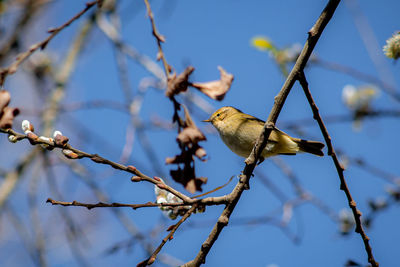 Low angle view of bird perching on tree against sky