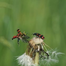 Close-up of insect on plant