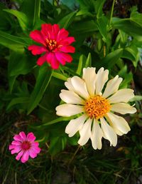 Close-up of pink flowering plants