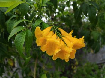 Close-up of yellow flowering plant